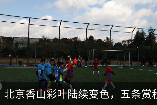 北京香山彩叶陆续变色，五条赏秋线路各有特点